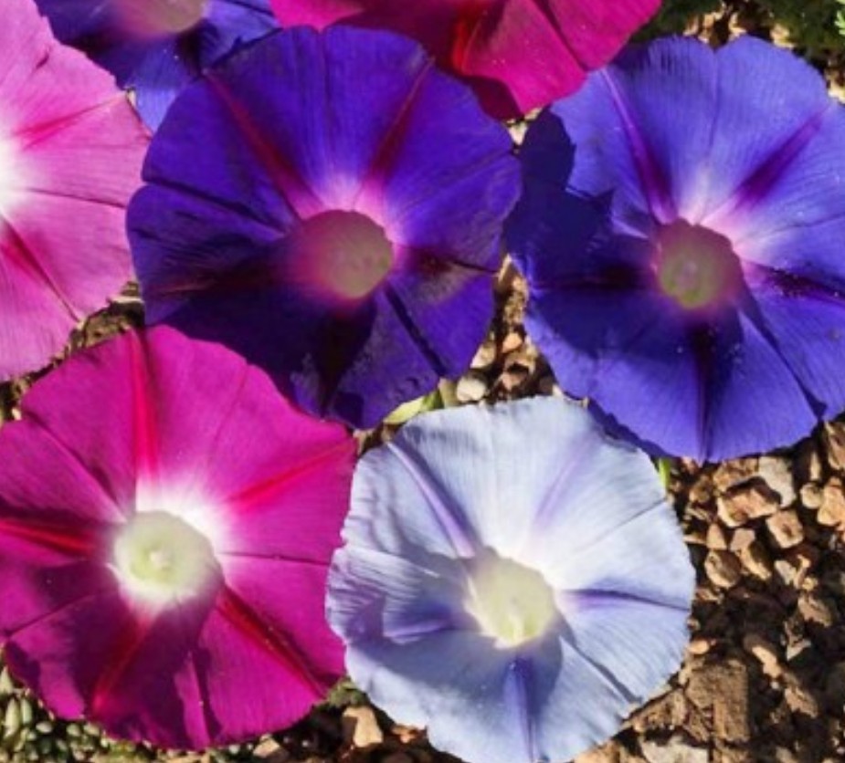 75+ Morning Glory Mix Seeds **Fresh Seeds**~~Free Shipping~~