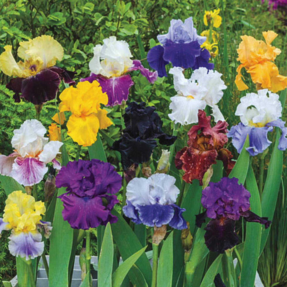 10 starter Plants Random Mixture Tall Bearded Iris Freshly Dug