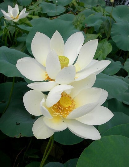 Nelumbo nucifera White | Lotus | 5_Seeds
