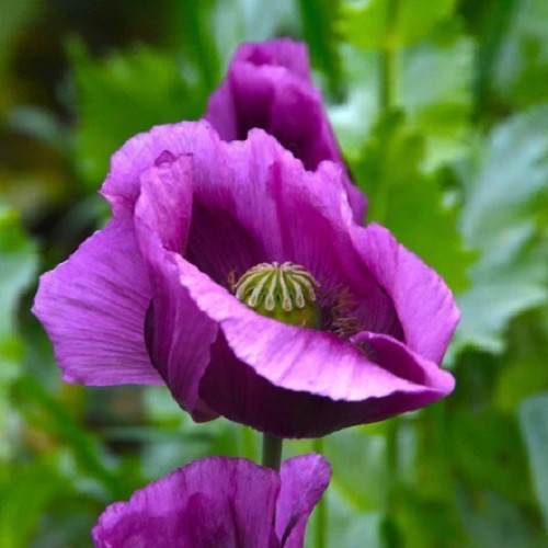 Heirloom Hungarian Blue Breadseed Poppy Seeds | Stratified Papavaer somniferum
