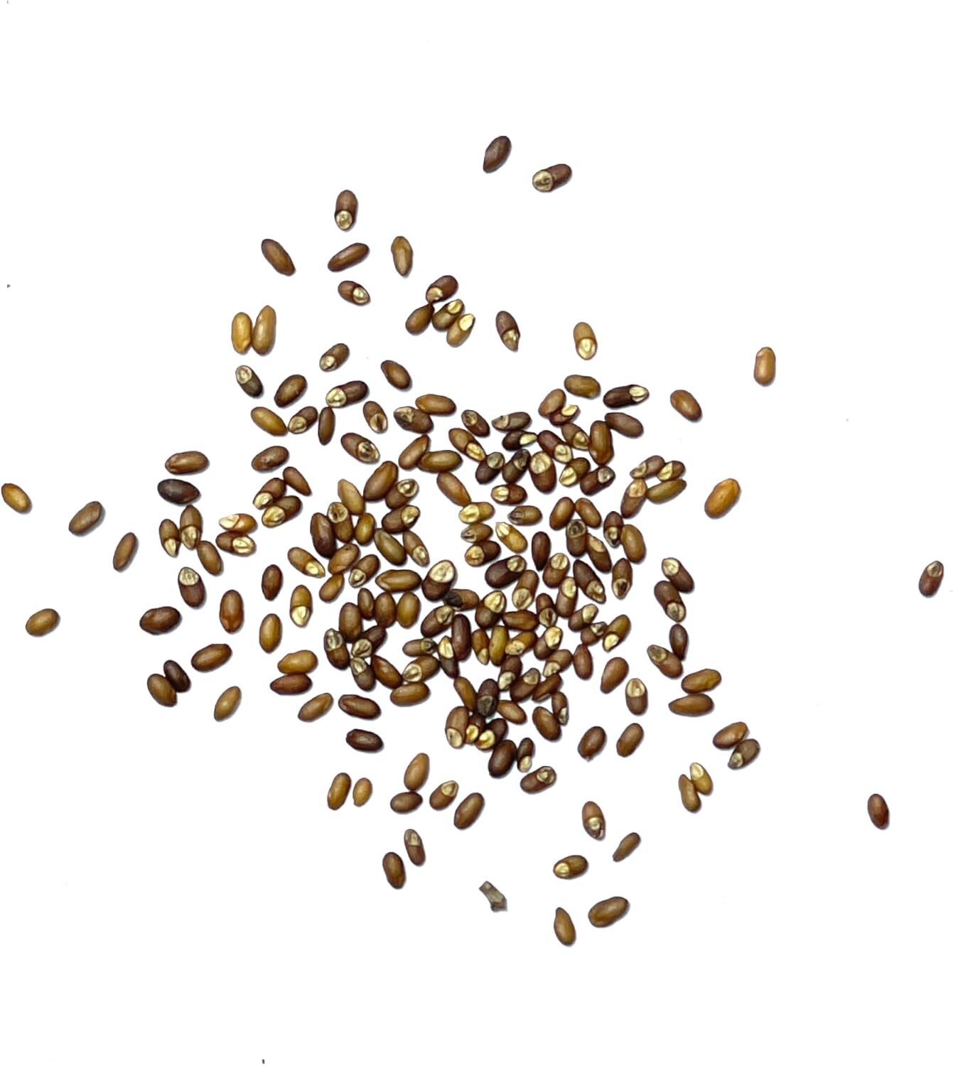 Heirloom Rosemary Seeds – 100 Non-GMO Seeds for Culinary & Medicinal Gardens
