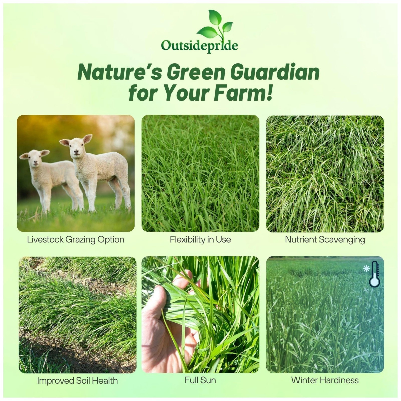 5 lb Annual Ryegrass Seeds – Hardy Fast-Growing Cover Crop for Erosion Control,