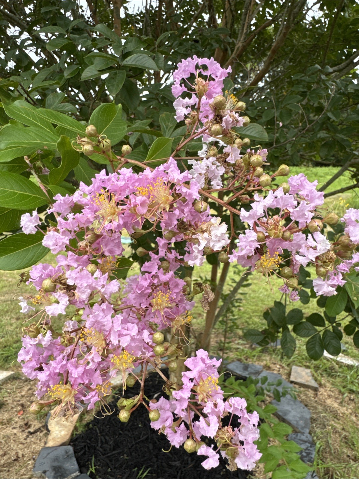 25 SEEDS for Baby Pink CRAPE MYRTLE rare flower exotic tree plant bud USA Seller