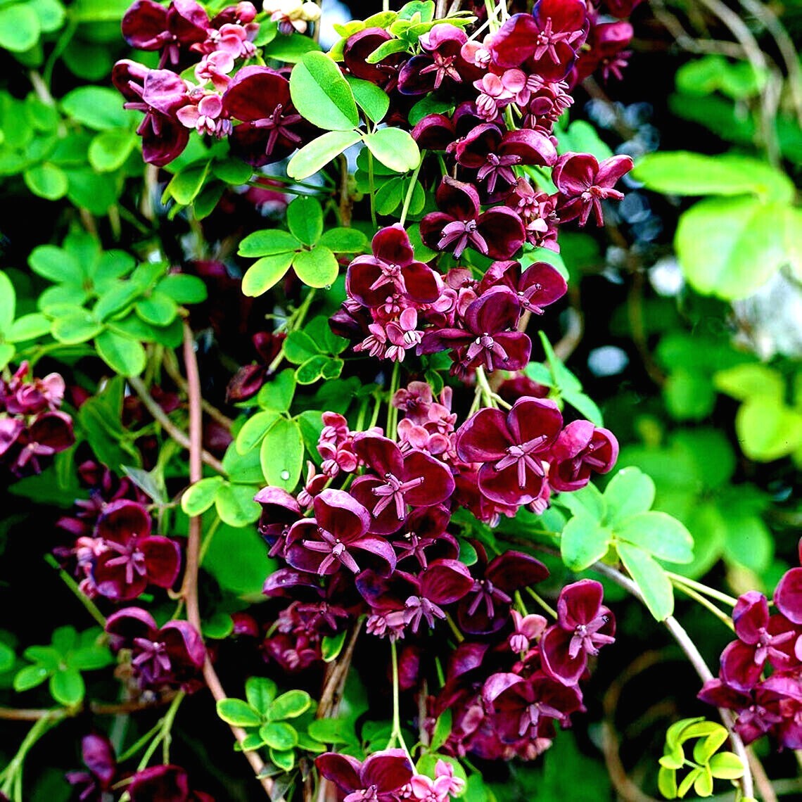 CHOCOLATE VINE SEEDS “3-LEAF” (A. trifoliata) Hardy Fruit Flower Climber Plant