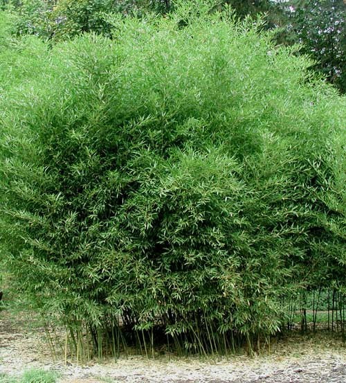 500 Bissetii Bamboo Seeds | Privacy Climbing Garden Seeds | Fast Growing Screen