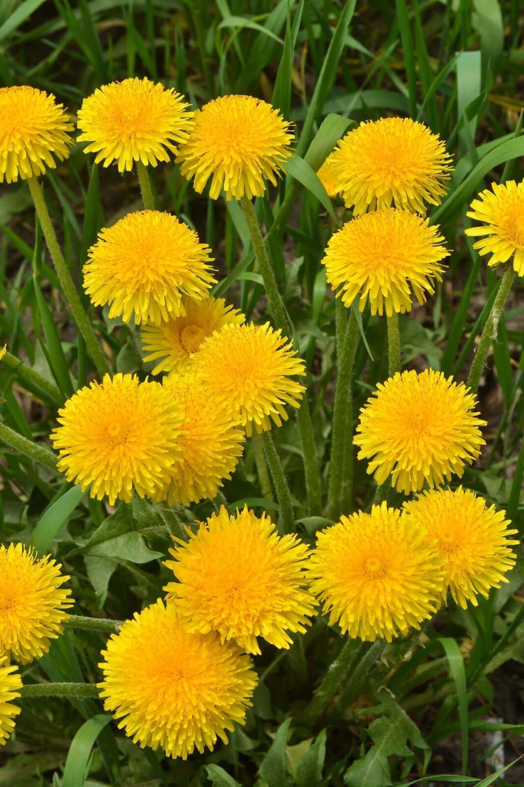 500 + Dandelion Seeds / True / Wild / Yellow Flowers / Organic Perennial