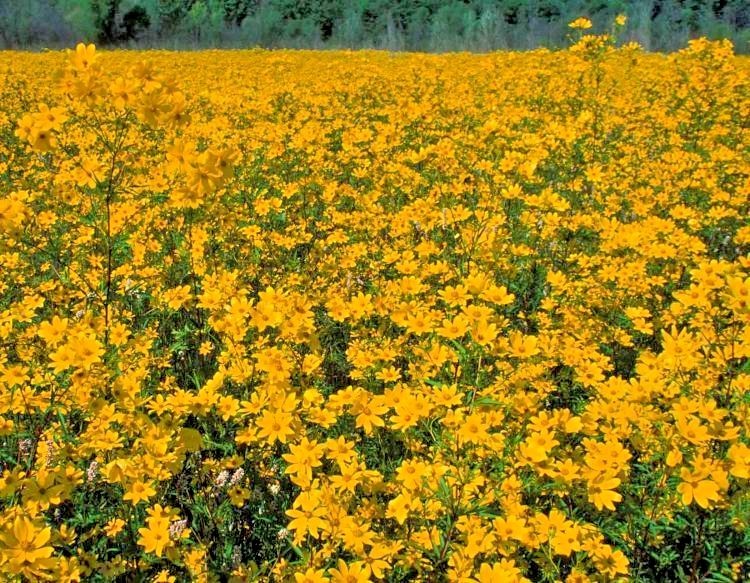101+SWAMP MARIGOLD Seeds Tickseed Native Wildflower Shrub Bush Flowers Fast Easy