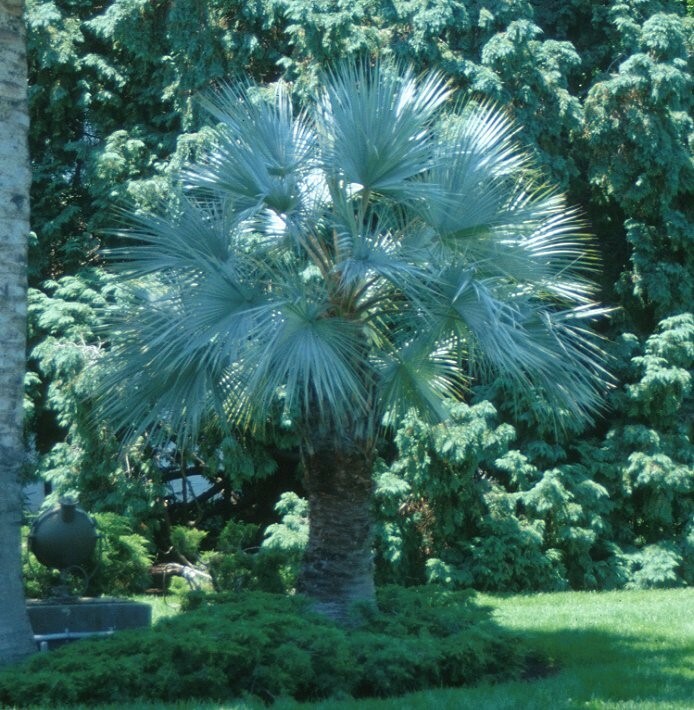 Brahea armata | Blue Hesper & Mexican-Blue Fan Palm | Gray Goddess | 5_Seeds