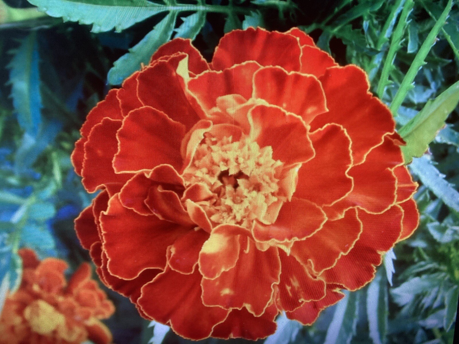 MARIGOLD, FRENCH BROCADE 200 Seeds, 0.4 Gram Heirloom OPEN POLLINATED,