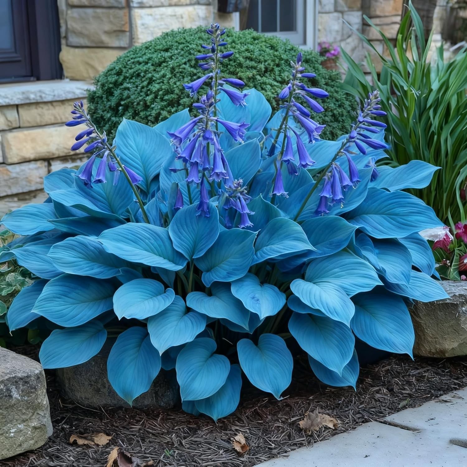 Hosta Seeds for Planting, 300+ Mixed Color Perennial Seed, Mix