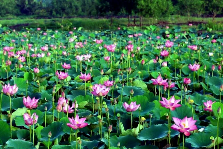 Sacred Lotus Flower Seeds (Nelumbo nucifera) Edible Aquatic Water Lily Plant