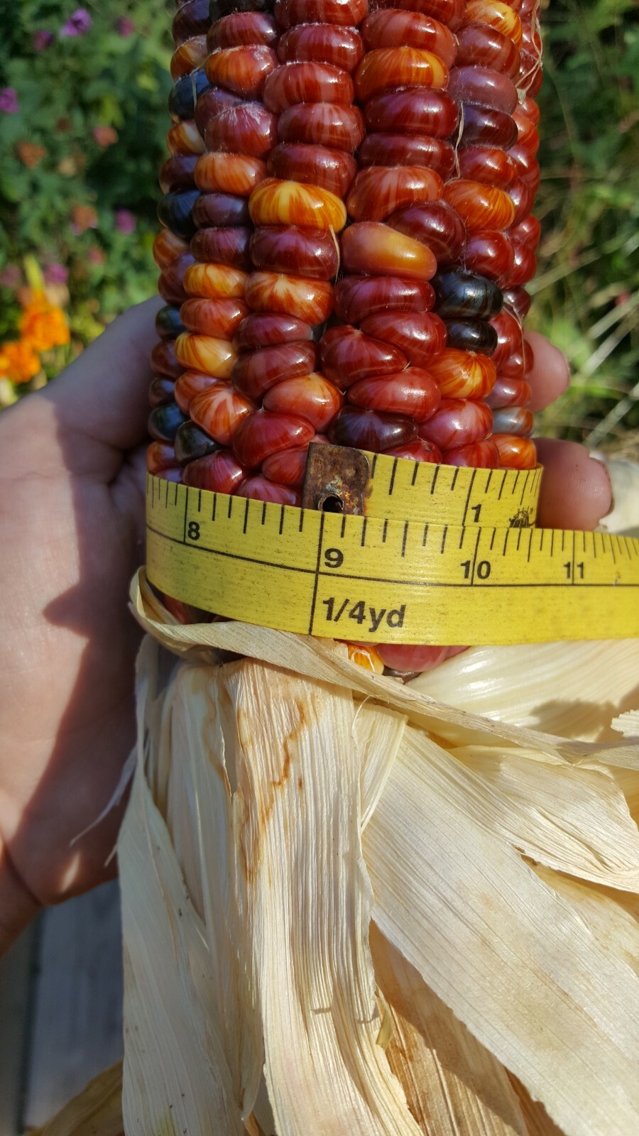 Rare Giant Indian Corn Seeds X50!Colorful Massive Ears!Ornamental! Easy To Grow!