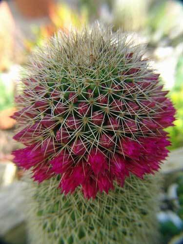 Mammillaria backebergiana subsp. ernestii | 100 Seeds