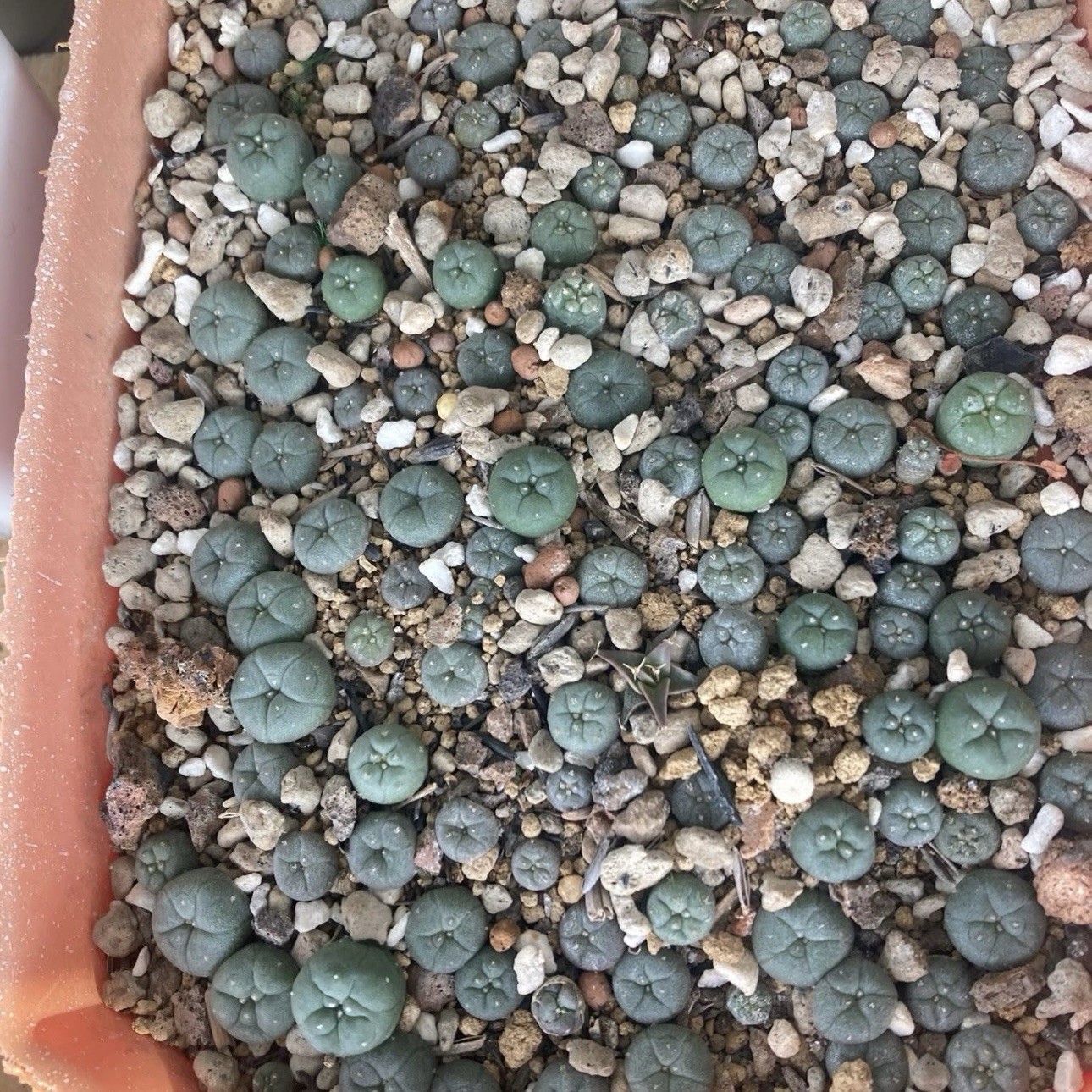 RARE SEEDS (10pk) L0ph…v. “STARR COUNTY” x10 (Ten) Cactus US SELLER