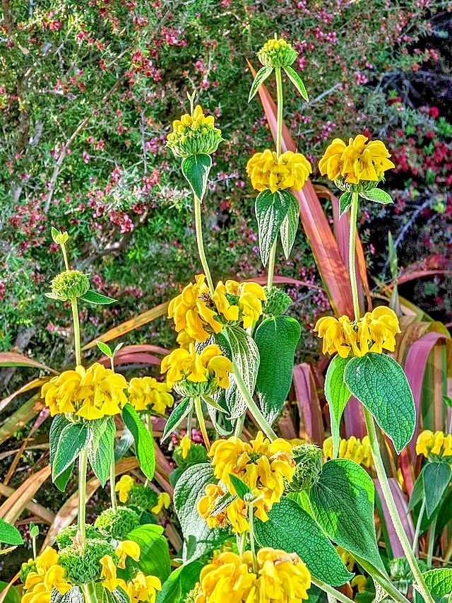 bright yellow phlomis 50 seeds Jerusalem sage, phlomis russeliana