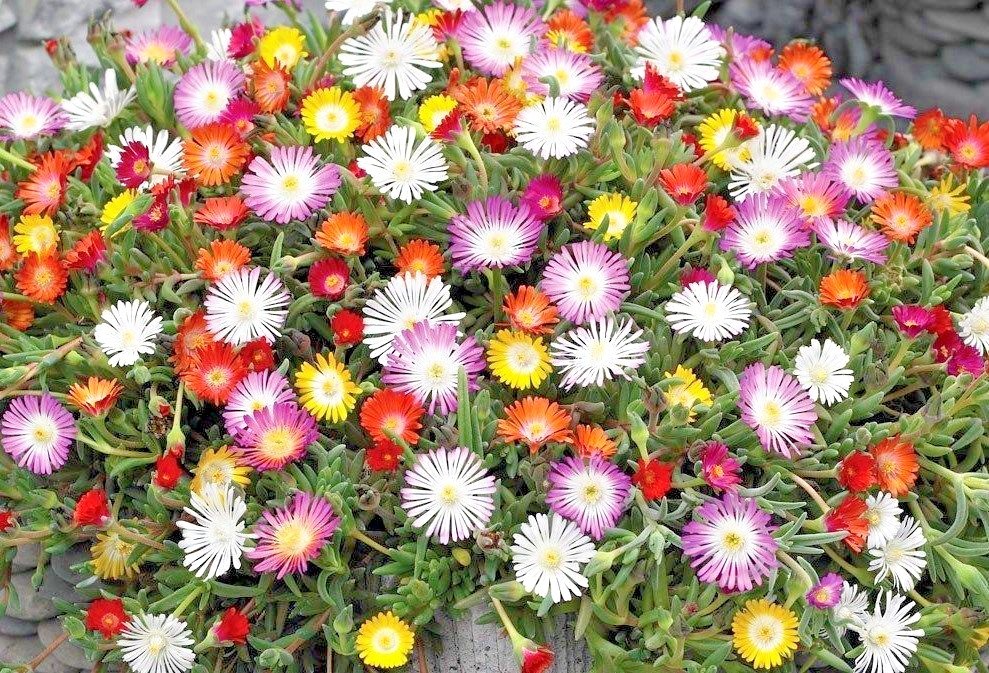8000+ICE PLANT MIX Flower Seeds Groundcover Drought Heat Poor Soils Fast Easy