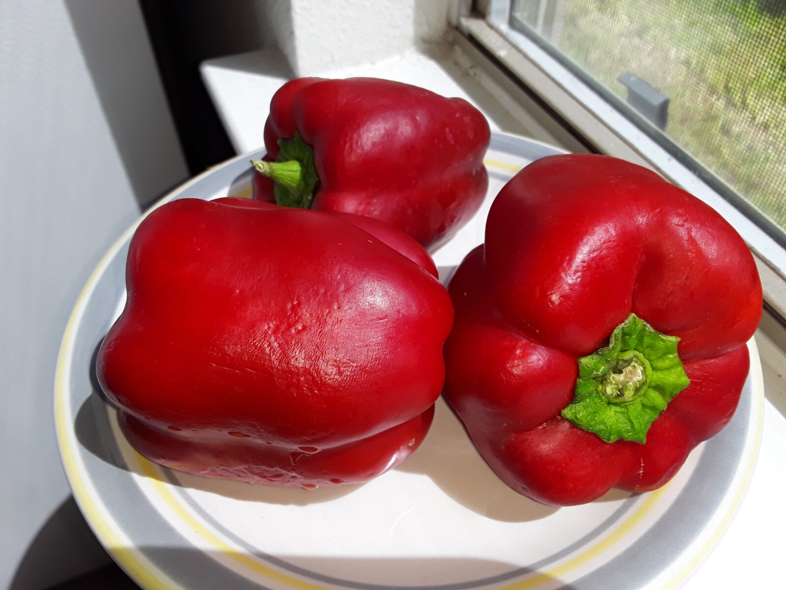 30 Giant Chinese Sweet Bell Pepper Seeds Heirloom