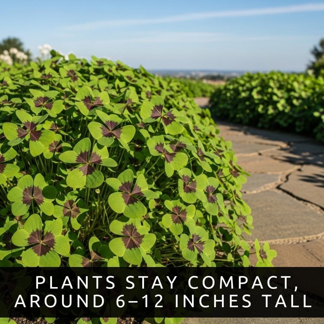 Multiplying Perennial Iron Cross Shamrock Bulbs – 10 Count, Low Maintenance