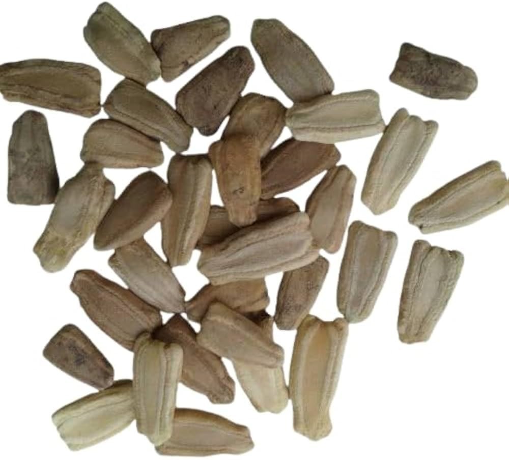 Calabash Bottle Gourd Seeds Med-Long Edible Lauki Dudhi Opo Bitter Melon Asian