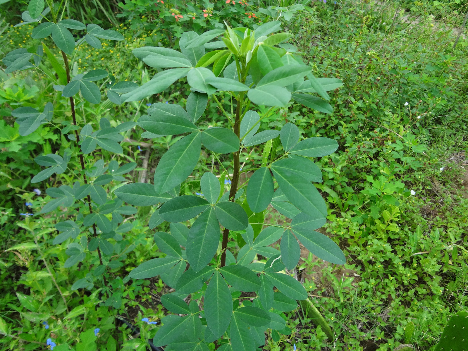 CHIPILIN Very RARE Central America Cold Hardy El Salvador 10 SEEDS