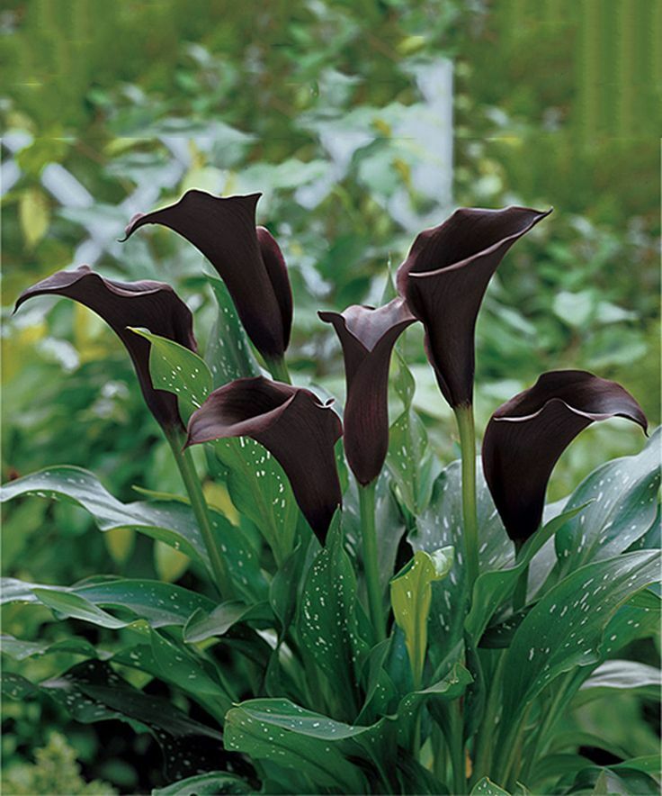 GIANT FLOWERING SNOWDROPS-GALANTHUS Flower Bulb Pretty Flowers, Check Our Store