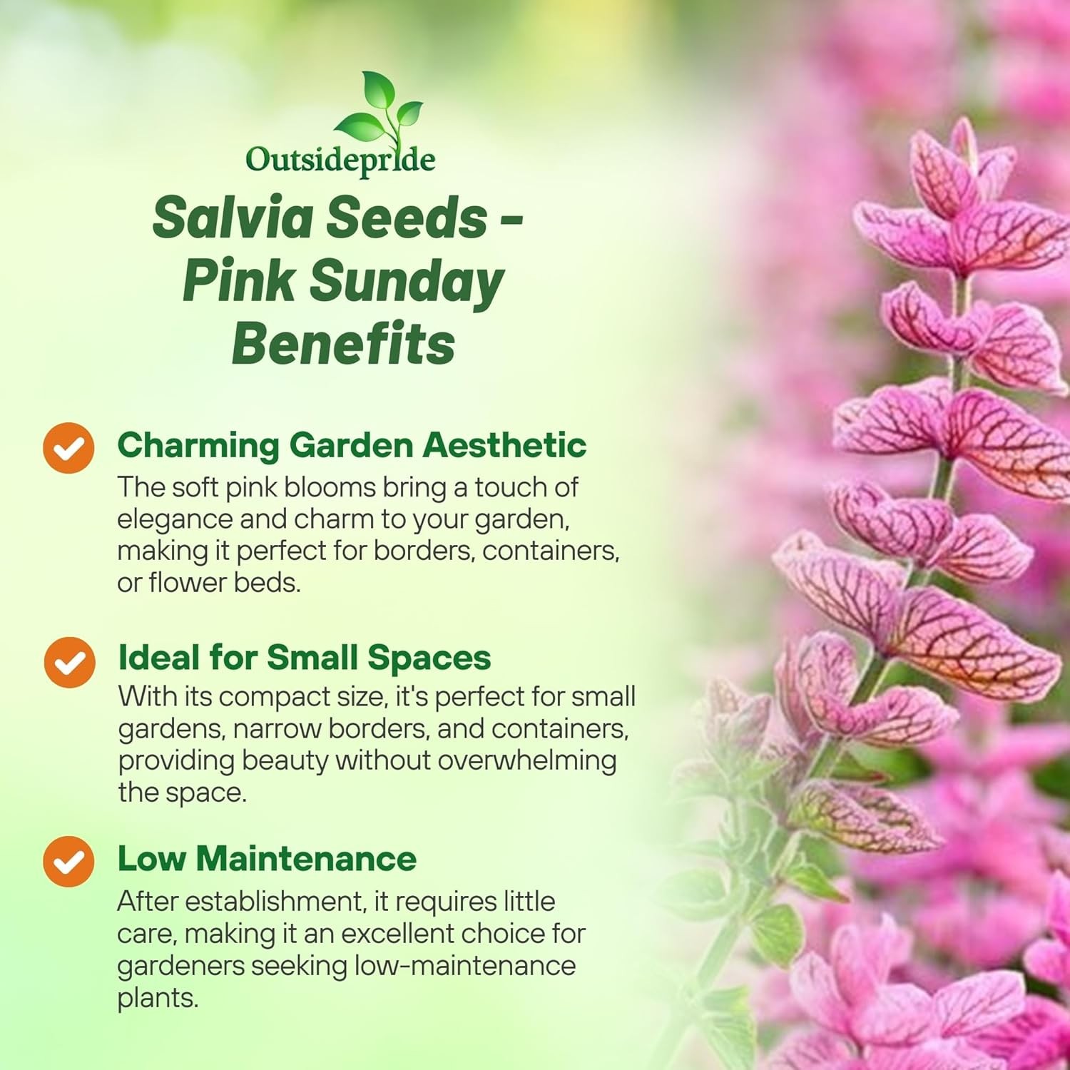 1000 Seeds Pink Sage Salvia Seed For Planting – Salvia Pink Sunday Flower Seed