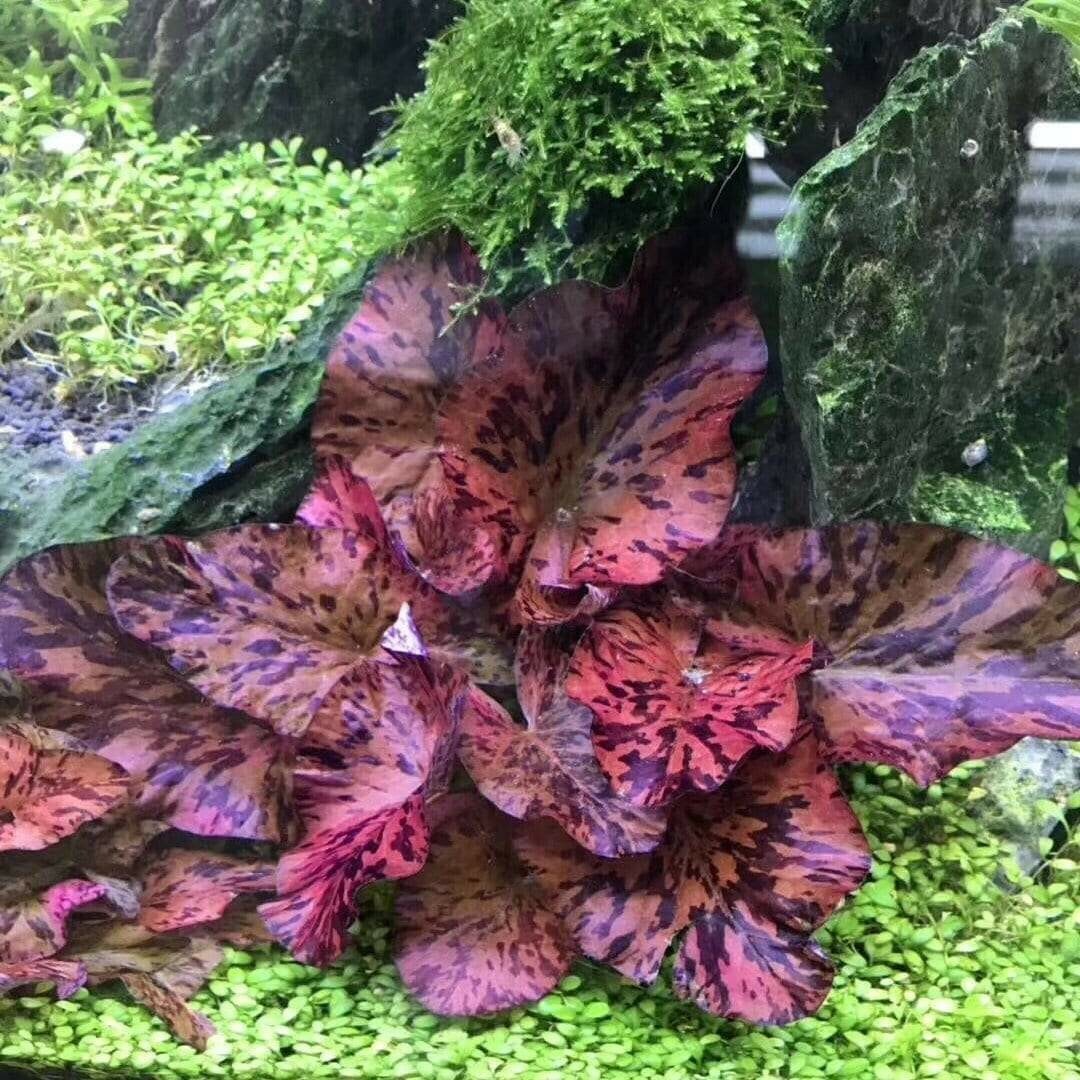 🌺🌺 Red Tiger Lotus water Lily Plant Live Aquarium Plants Easy lotus seeds