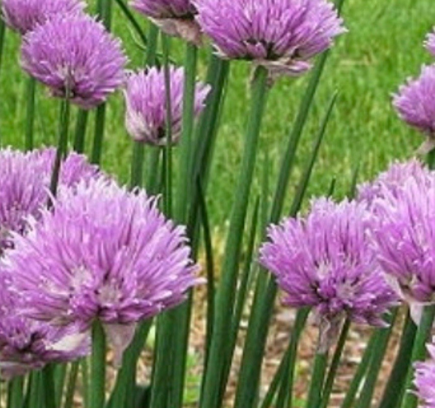 Organic CHIVES, organic Perennial culinary herb, in 2 gram packet.