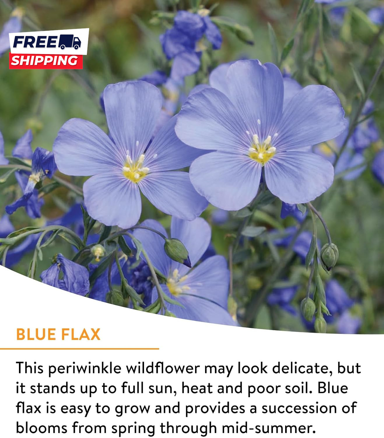 Wildflower 25,000 Bulk 1 Bag 18 Varieties of Non Gmo Flower Seeds Pollinator
