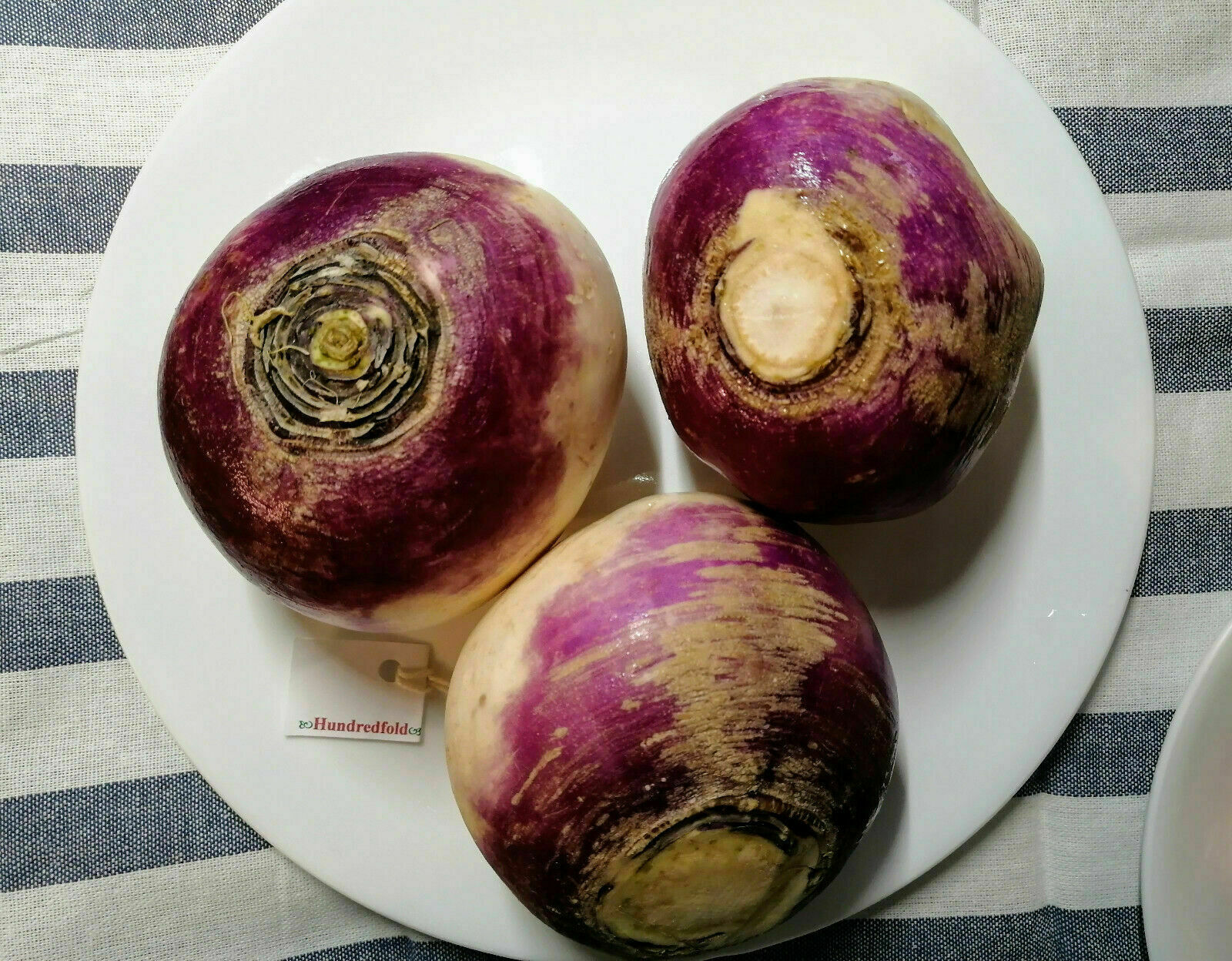 Purple Top White Globe Turnip 1000 Vegetable Seeds Brassica rapa Survival Garden