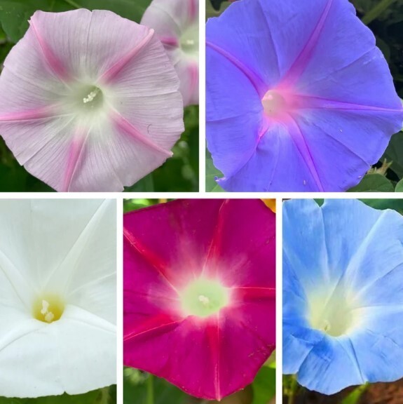 20 Morning GLORY Multi Color Flower Seeds Ascends up Trellis Fragrant Flower