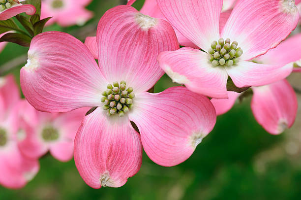 Pink Flowering Dogwood Tree Seeds – Cornus florida var. rubra Size: 5-20