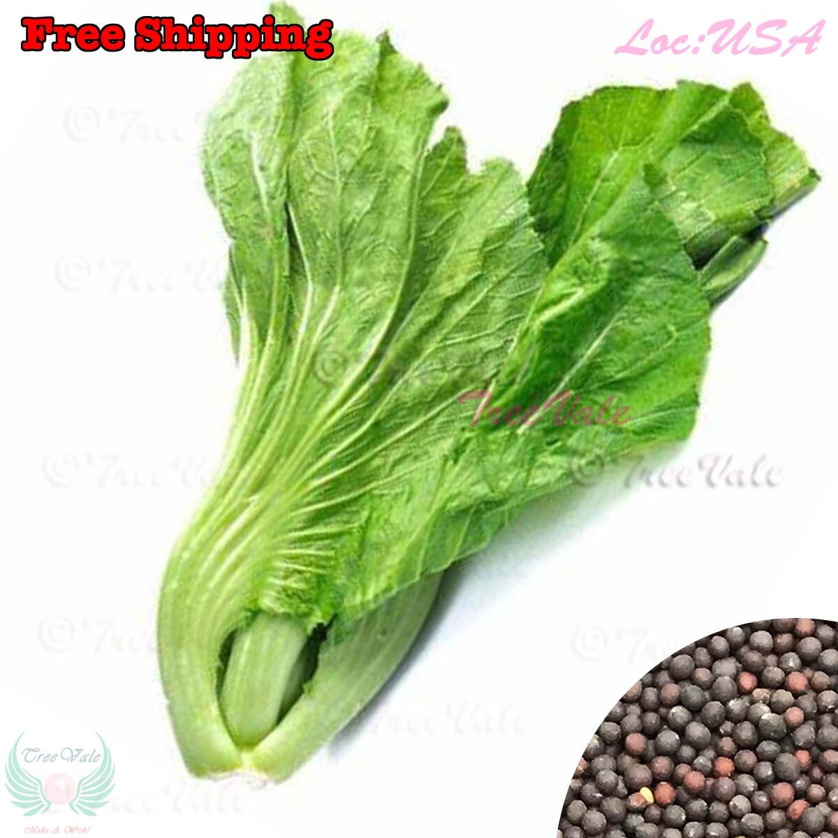 Chinese, Asian Mustard Green Seeds| Mustasa, Kai Choi, Gai Choy Seeds