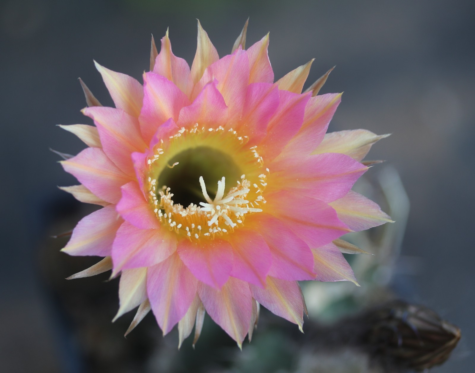 Echinopsis hybrid ‘Supernova’