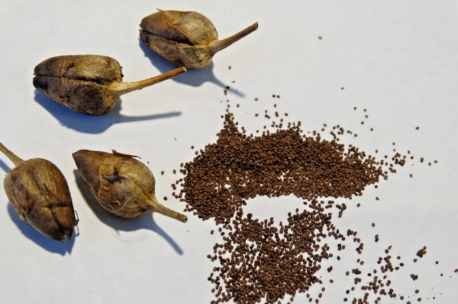 SHIRAZI TURKISH-PERSIAN AROMATIC TOBACCO 500+ SEEDS RARE ORIENTAL ORGANIC 2022