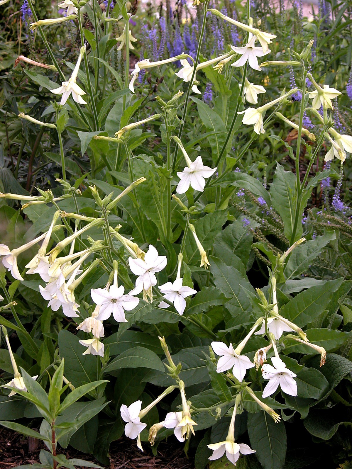 1000 Nicotiana Alata Seeds – Jasmine Flowering Tobacco