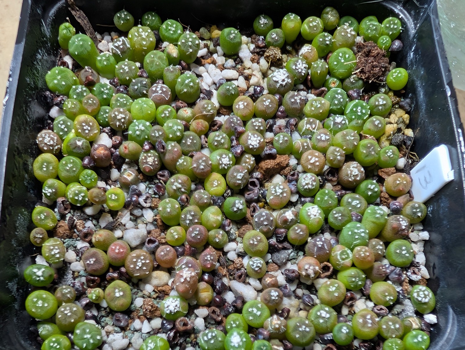 Astrophytum asterias “Mixed Cultivar” 100 Seeds