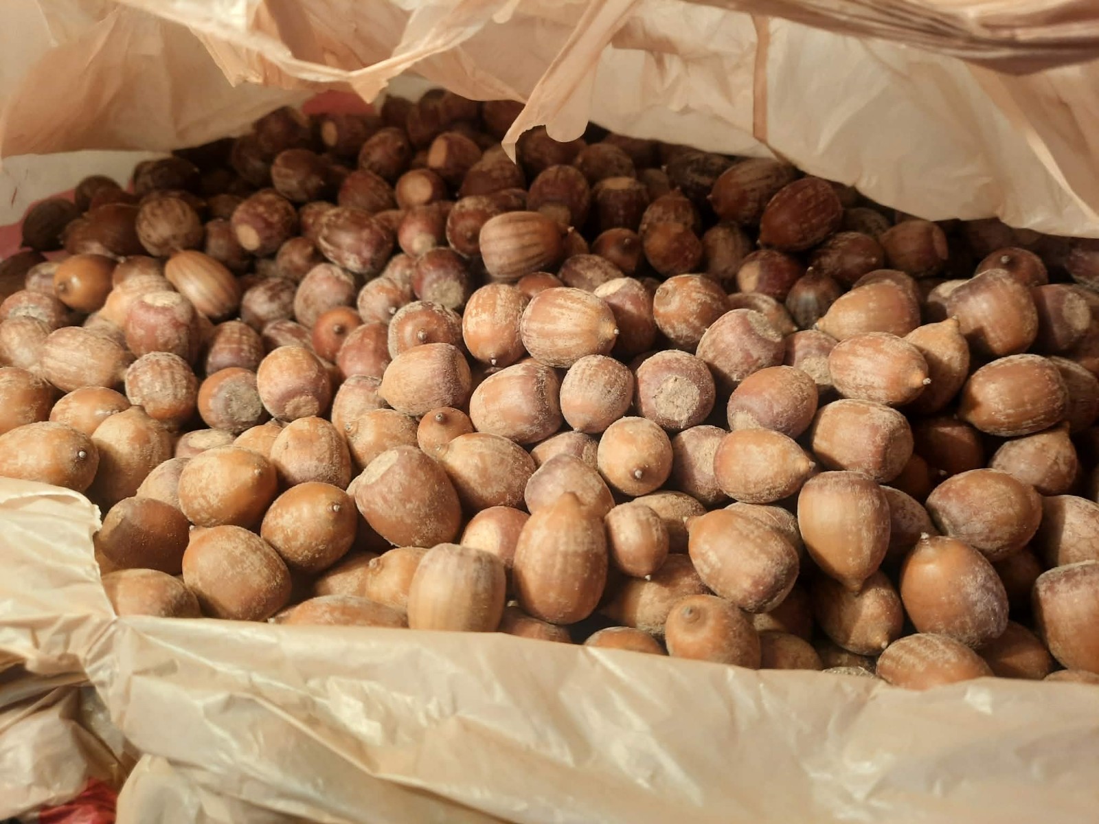 Quercus palustris, Pin Oak Acorns- 1 pound