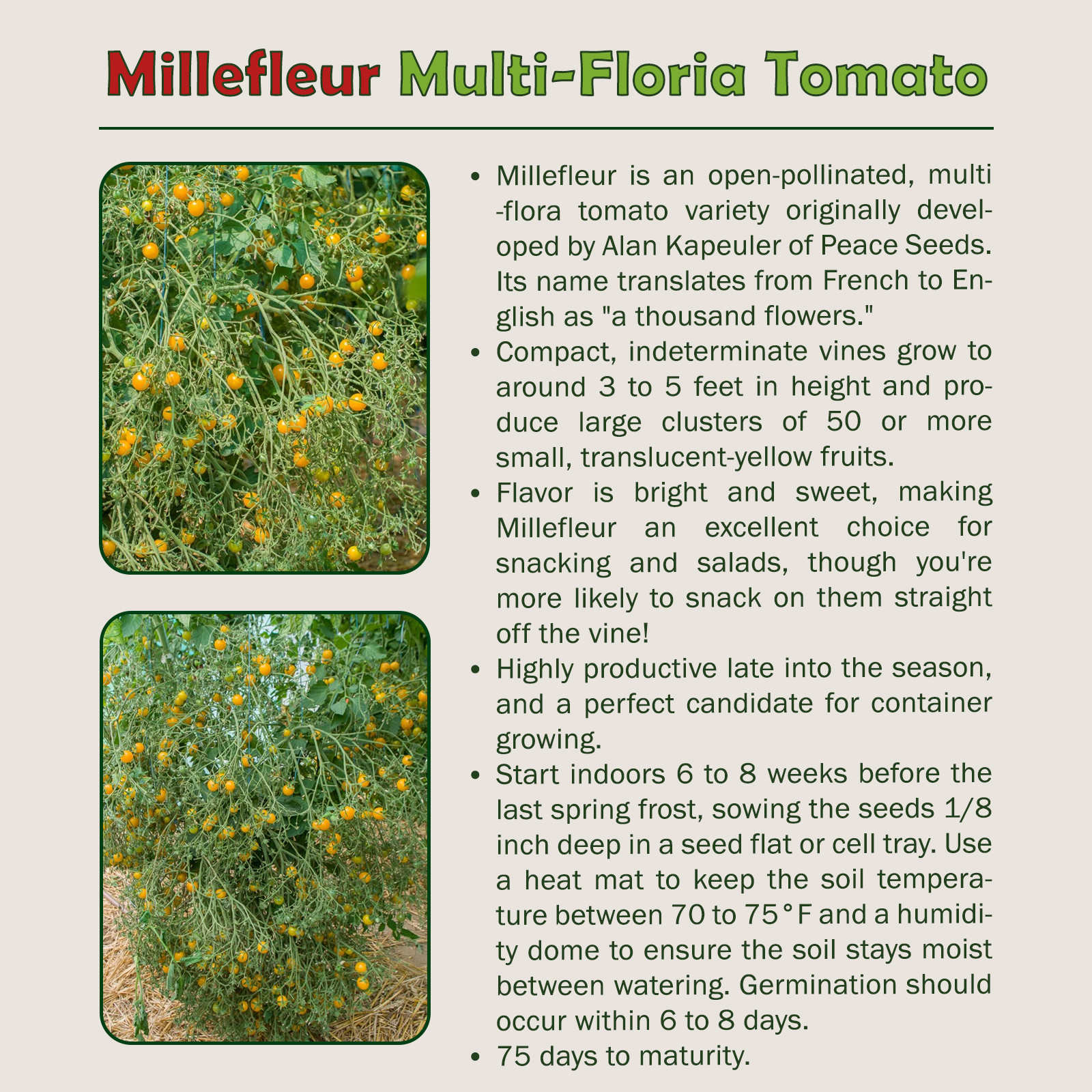 10 Millefleur Multi-Flora Tomato Seeds, Organic, Open-Pollinated, Non-GMO