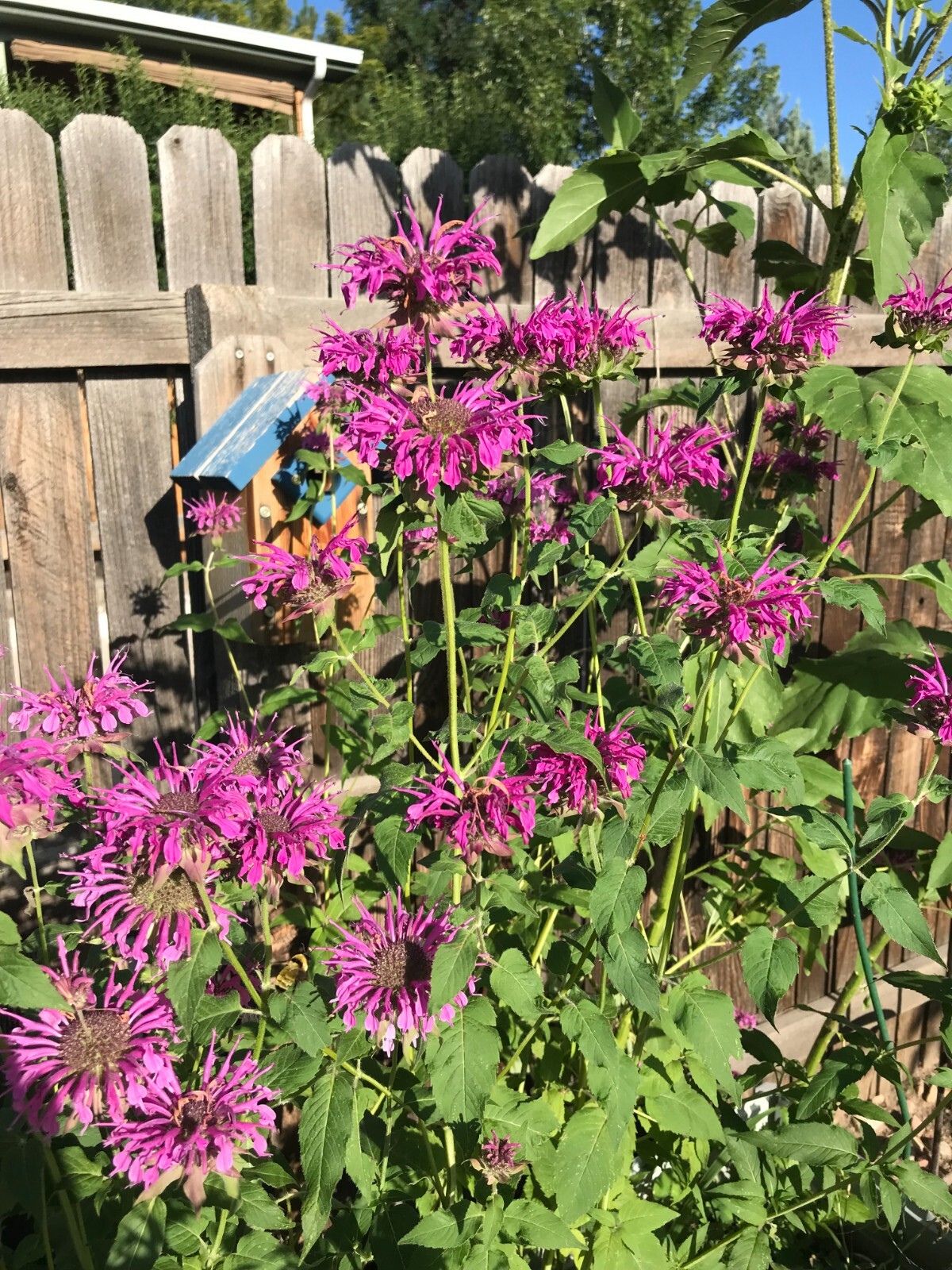 150 seeds Monarda Bee Balm PURPLE Fuchsia Hot Pink Tall Perennial +Gift