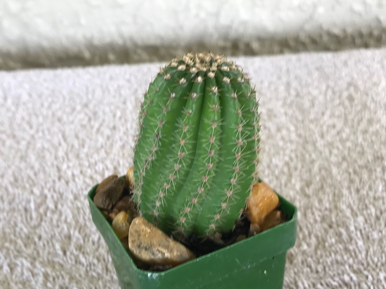 Echinopsis hybrid, ‘Candlelight’ A Bob Schick hybrid, Cactus Succulent