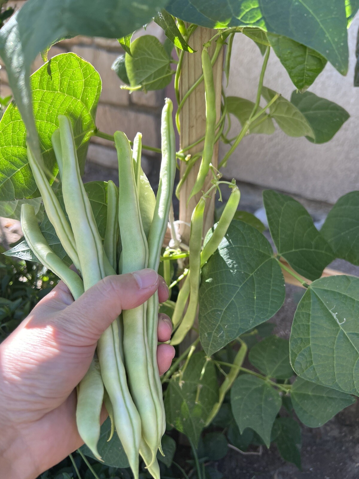 60Ct white 9 seeds bean seeds Stringless Bean Heavy producer 60粒高产九粒白种子2023年产新种子