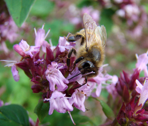 CREEPING THYME Thymus Serpyllum – 100,000 Bulk Seeds