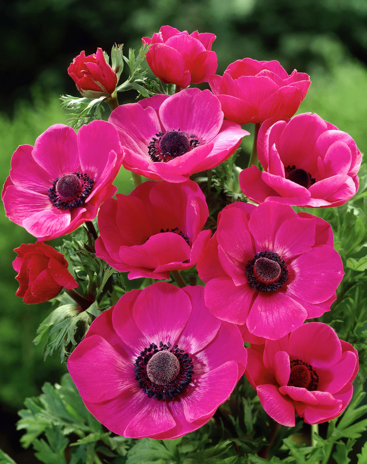 Sylphide Anemone de Caen – 25 bulbs