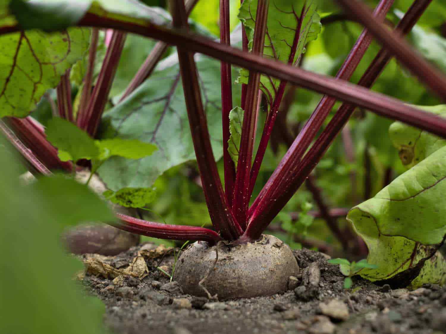 Crosby’s Egyptian Beet Seeds, German Heirloom, Flat Beet, NON-GMO, FREE SHIPPING
