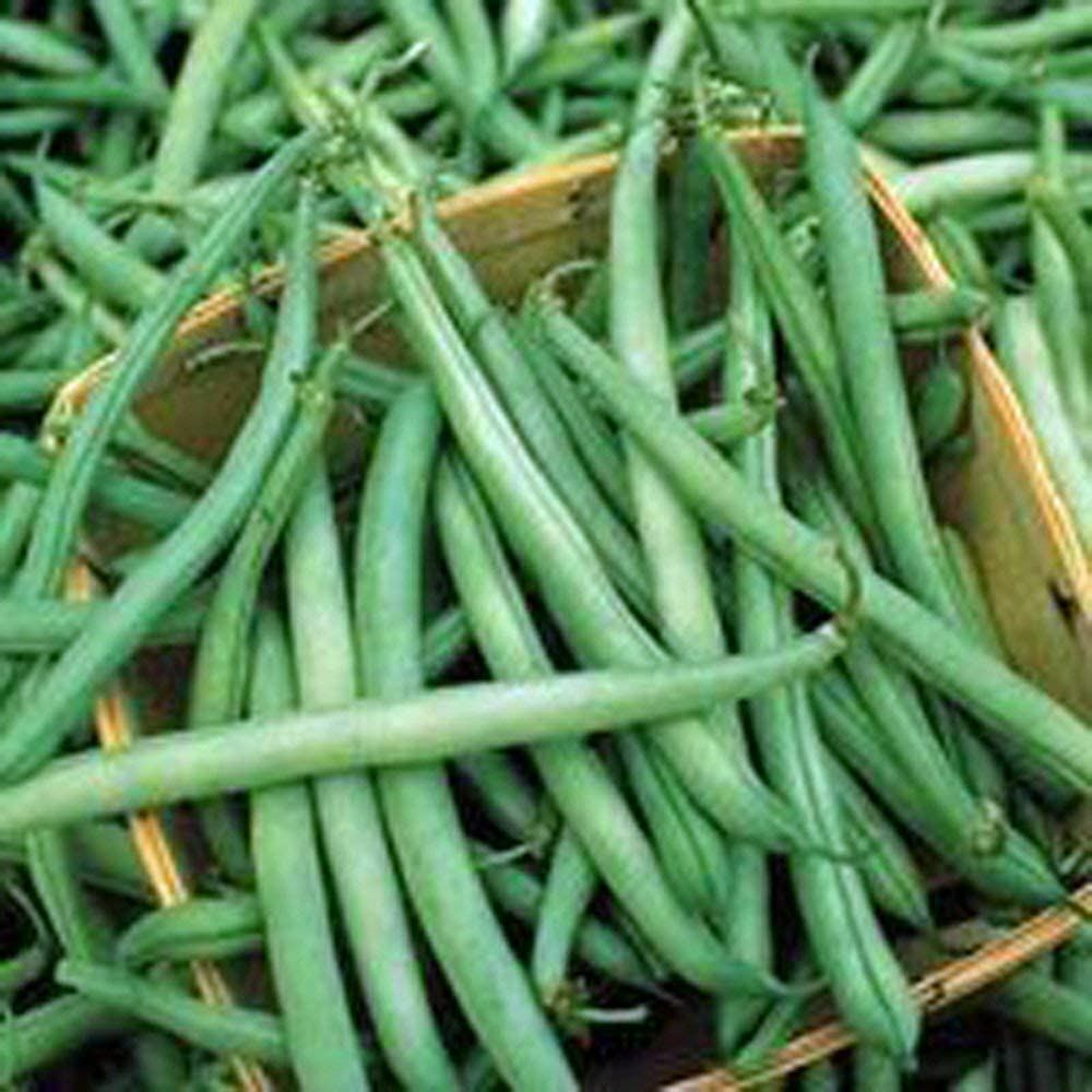 Bean Provider Bush Bean Seeds. “COOL BEANS n SPROUTS” Brand, A Garden Favorite,