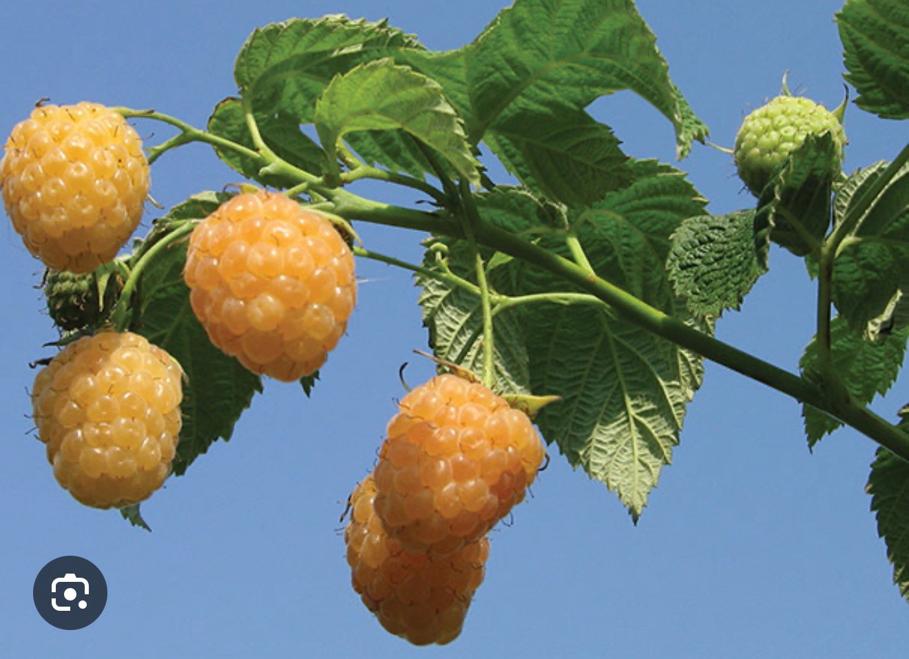 Fall Gold Everbearing Raspberry Rubus ~~SMALL Rooted Starter Plant~Delicious!