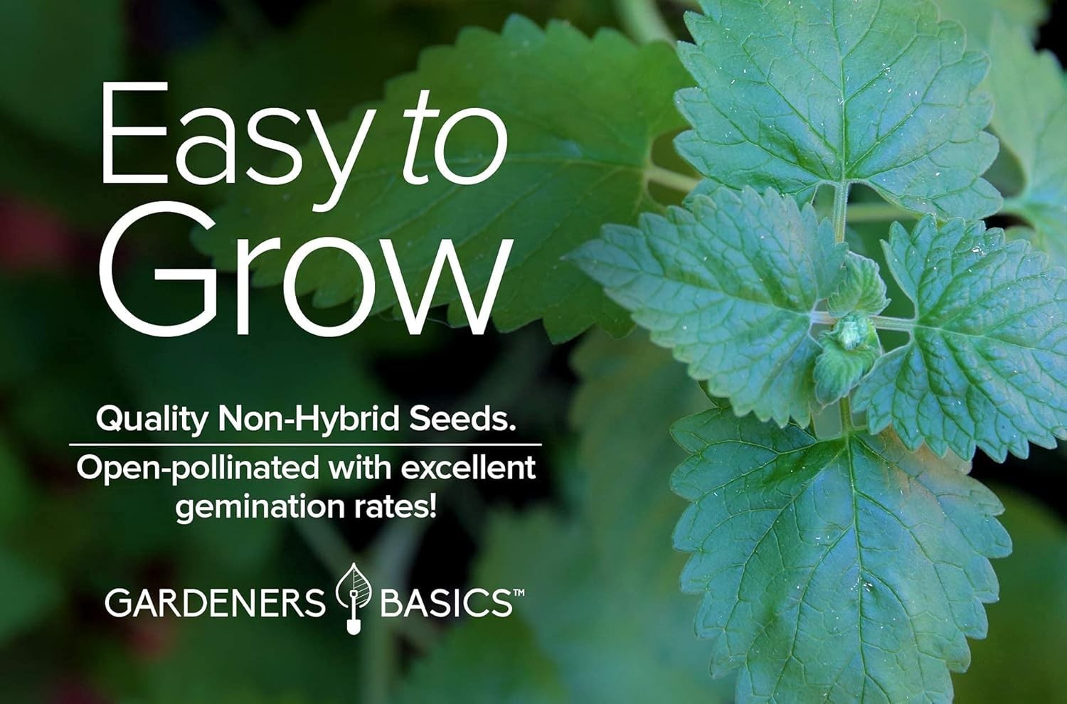 Nepeta Cataria Seeds – Heirloom & Non-GMO for Cat Happiness Indoors or Outdoors