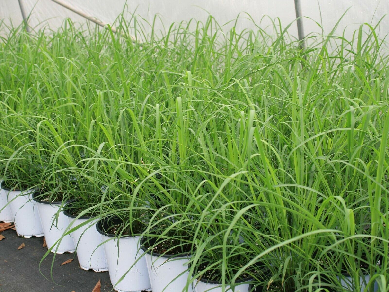 100+ LEMONGRASS SEEDS LEMON GRASS CYMBOPOGON FLEXUOSUS MOSQUITO REPELLENT