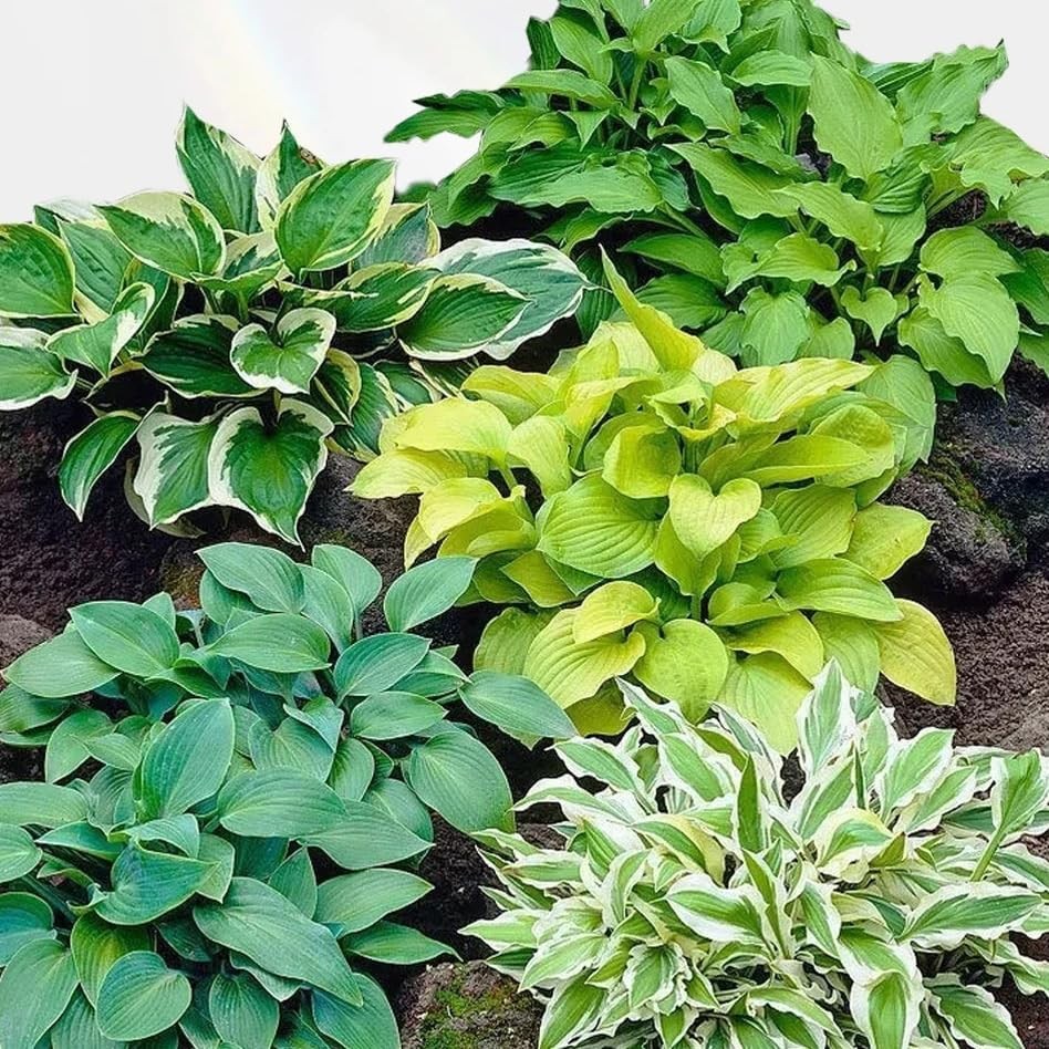 200+ Hosta Seeds for Planting, Perennial Hosta Seed, Attract Pollinators, Non-GM